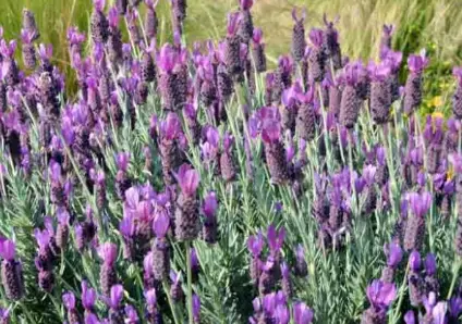 Anouk lavender