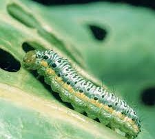 36 Types of Striped Caterpillars (With Pictures)