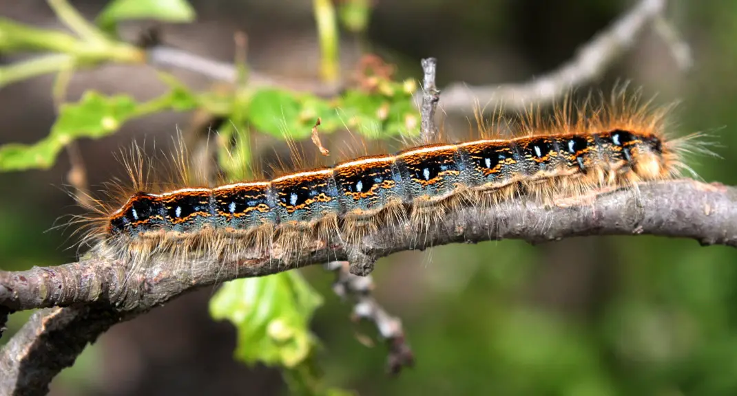 Caterpillars in Minnesota