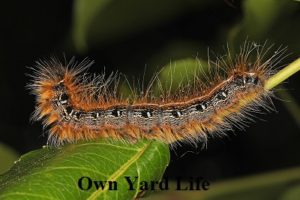 Types of Black and Orange Caterpillars