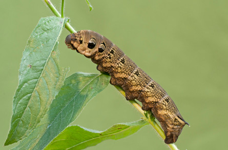14 Types of Black and Brown Caterpillars (With Pictures)