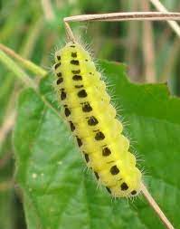 50 Types of Green Caterpillars (With Pictures)