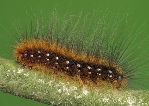 20 Types of Furry Caterpillars (With Pictures)