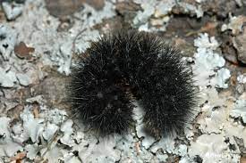 20 Types of Black Caterpillars (With Pictures) - Own Yard Life