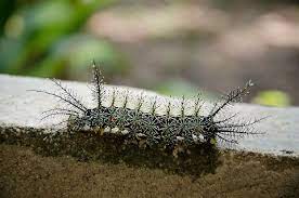 19 Types of Venomous Caterpillars (With Pictures)