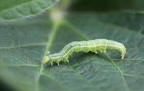 50 Types of Green Caterpillars (With Pictures)