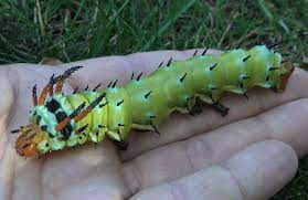 16 Types of Horned Caterpillars (With Pictures) - Own Yard Life