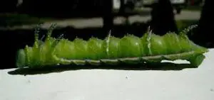 Types of Striped Caterpillars 