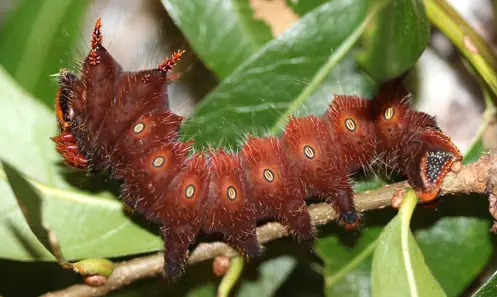 14 Types of Black and Brown Caterpillars (With Pictures)