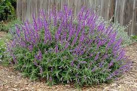 25 Types of Sage Plants (With Pictures)