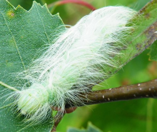 20 Types of Furry Caterpillars (With Pictures)