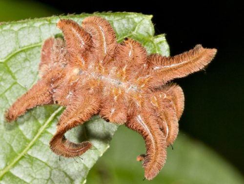 Monkey Slug Caterpillars