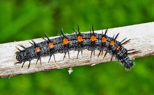 20 Types of Black and Orange Caterpillars (With Pictures)