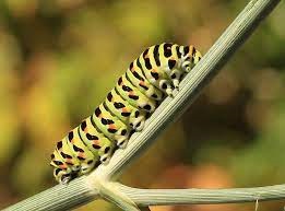 Types of Striped Caterpillars 