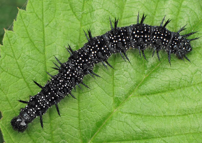 20 Types of Black Caterpillars (With Pictures) - Own Yard Life