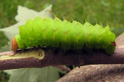 39 Types of Florida Caterpillars (With Pictures) - Own Yard Life