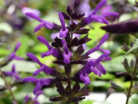 Purple Salvias