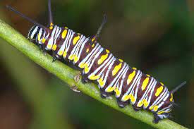 15 Types of Butterfly Caterpillars (With Pictures)