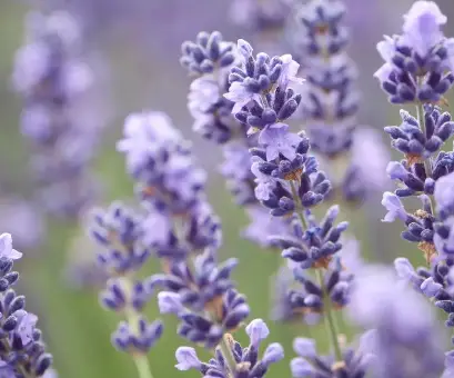 Royal Velvet lavender