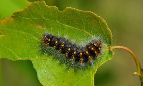 20 Types of Black Caterpillars (With Pictures)