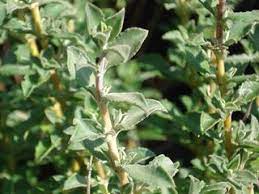 25 Types of Sage Plants (With Pictures)
