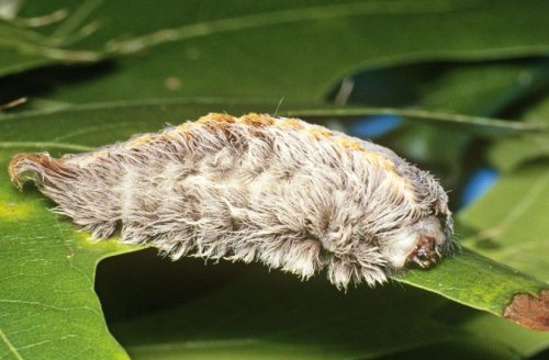 Southern Flannel Caterpillar