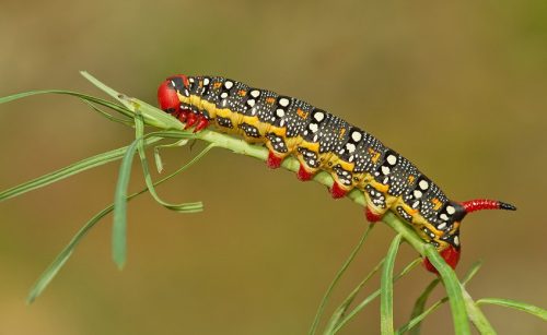 20 Types of Black and Orange Caterpillars (With Pictures)