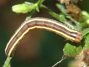 36 Types of Striped Caterpillars (With Pictures)