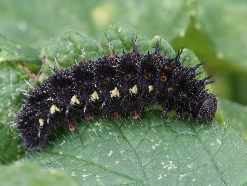 20 Types of Black Caterpillars (With Pictures)