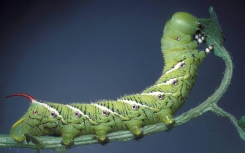 16 Types of Horned Caterpillars (With Pictures)