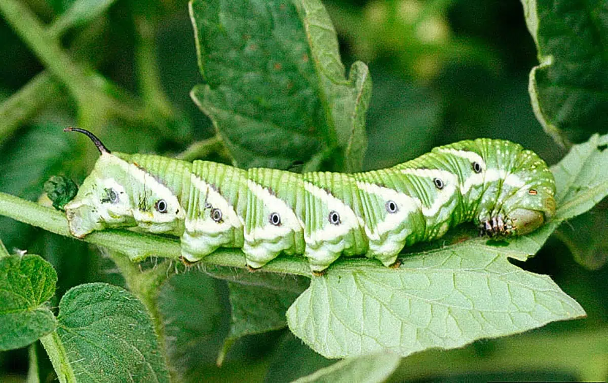Tomato Hornworm Caterpillar