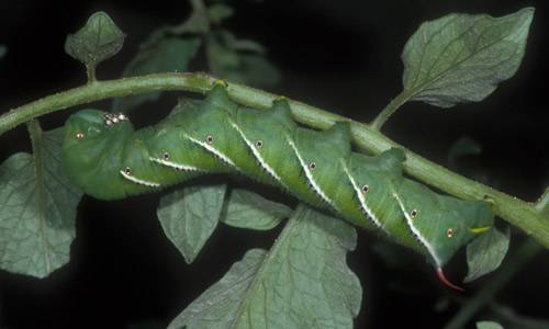 Tomato Hornworm Caterpillar