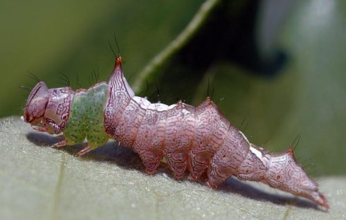 20 Types of Brown Caterpillars (With Pictures)