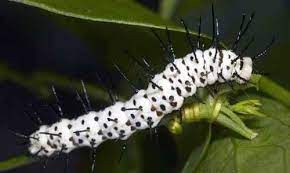 15 Types of Butterfly Caterpillars (With Pictures)