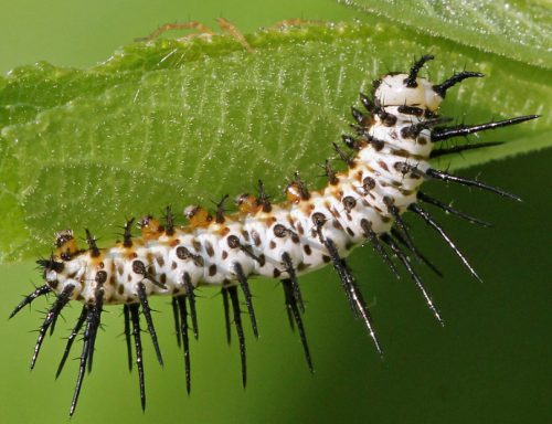 16 Types of Horned Caterpillars (With Pictures)