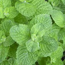 41 Types of Mint Plants (With Pictures)