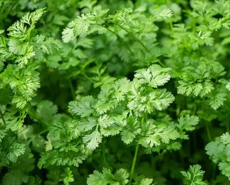 15 Types of Cilantro with Pictures - Own Yard Life