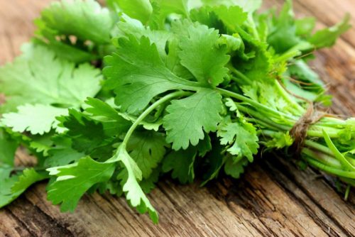 15 Types of Cilantro with Pictures