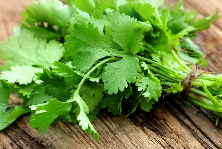 15 Types of Cilantro with Pictures Own Yard Life