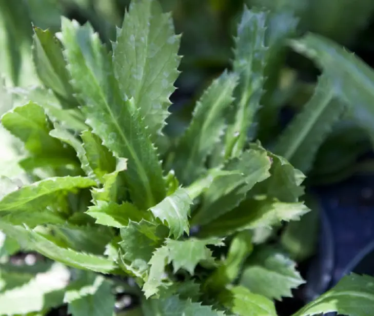 15-types-of-cilantro-with-pictures
