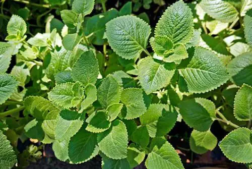 15 Types of Oregano Plants (With Pictures)