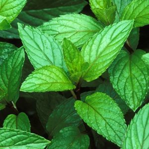 41 Types of Mint Plants (With Pictures)