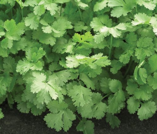 15 Types of Cilantro with Pictures