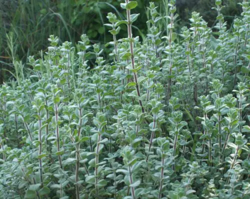 15 Types of Oregano Plants (With Pictures)