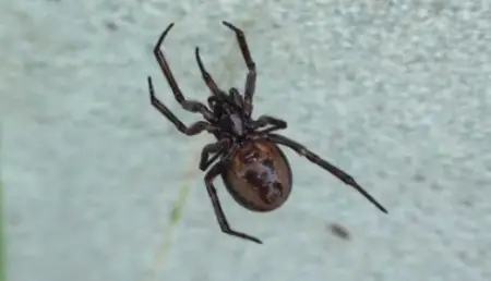 Boreal Combfoot Spider
