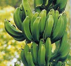 Types of Bananas 