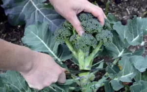 Types of Broccoli 