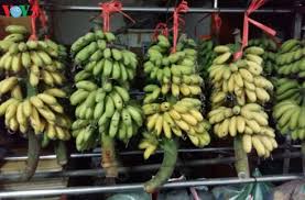 Types of Bananas 