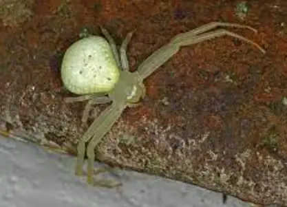 American Green Crab Spider