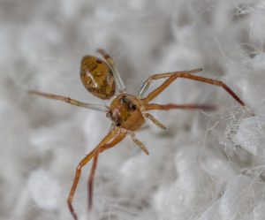 15 Spiders That Look Like Ants (But They Aren’t)